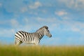 Zebra with blue storm sky with clouds. Burchell`s zebra, Equus quagga burchellii, Nxai Pan National Park, Botswana, Africa. Wild