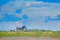 Zebra with blue storm sky with clouds. Burchell`s zebra, Equus quagga burchellii, Mana Pools, Zimbabwe, Africa. Wild animal on th