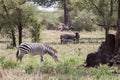 Zebra and the blue wildebeest Royalty Free Stock Photo