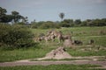 Zebra Botswana Africa savannah wild animal picture