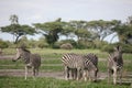 Zebra Botswana Africa savannah wild animal picture