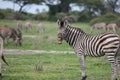 Zebra Botswana Africa savannah wild animal picture