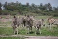 Zebra Botswana Africa savannah