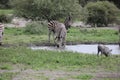 Zebra Botswana Africa savannah