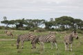 Zebra Botswana Africa savannah