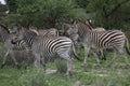 Zebra Botswana Africa savannah