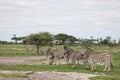 Zebra Botswana Africa savannah