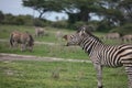 Zebra Botswana Africa savannah