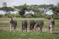 Zebra Botswana Africa savannah