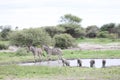 Zebra Botswana Africa savannah