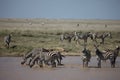 Zebra Botswana Africa savannah wild animal picture