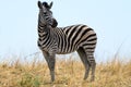 Zebra In Botswana
