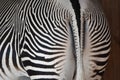 Zebra bottom