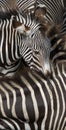 Zebra at Brevard Zoo in Viera Florida Royalty Free Stock Photo