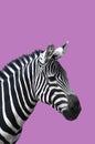 Zebra on bright purple pink background, zebra head closeup, zebra stripes, minimal concept