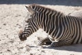 Zebra in Budapest Zoo