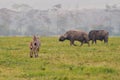 Zebra and buffalo on national park