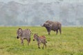 Zebra and buffalo on national park