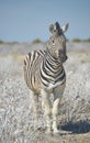 Zebra Royalty Free Stock Photo