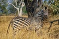 Zebra in bushland in south luangwa national park
