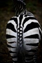 Zebra Royalty Free Stock Photo