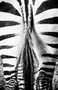 Zebra butt, tail Royalty Free Stock Photo