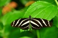 The Zebra Butterfly