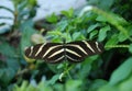 Zebra butterfly