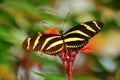 The Zebra Butterfly Royalty Free Stock Photo