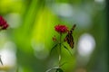 Zebra Butterfly