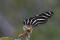 Zebra Butterfly