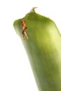 Zebra butterfly chrysalis hangs from a bromeliad leaf, isolated on white