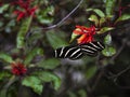 Zebra Butterfly Feeding on a Red FireBush Flower