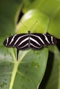 Zebra Butterfly (Heliconious charithonia ) in top of a leave