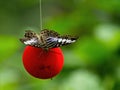 Zebra Butterfly Heliconius charithonia