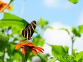 Zebra butterfly on marigold Royalty Free Stock Photo