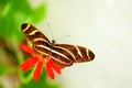 Zebra butterfly on marigold Royalty Free Stock Photo