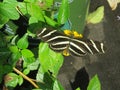 Zebra butterfly on plant