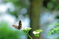 Zebra butterfly on white flowers in aviary Royalty Free Stock Photo