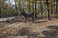 Zebra in cage at ZOO Bor Serbia 05 Royalty Free Stock Photo