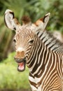 Zebra Calf Royalty Free Stock Photo