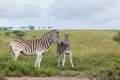 Zebra Calf Affections Wildlife