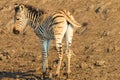 Zebra Calf Animals Colors