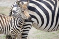 Zebra calf (Equus burchellii)