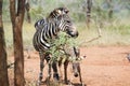 Zebra calf (Equus burchellii)