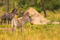 Zebra calf, Lake Mburo National Park, Uganda.