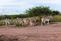 Zebra Calf`s Animals Wildlife