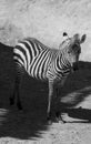 Zebra Calf