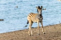 Zebra Calf Waterhole Wildlife