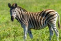 Zebra Calf Wildlife